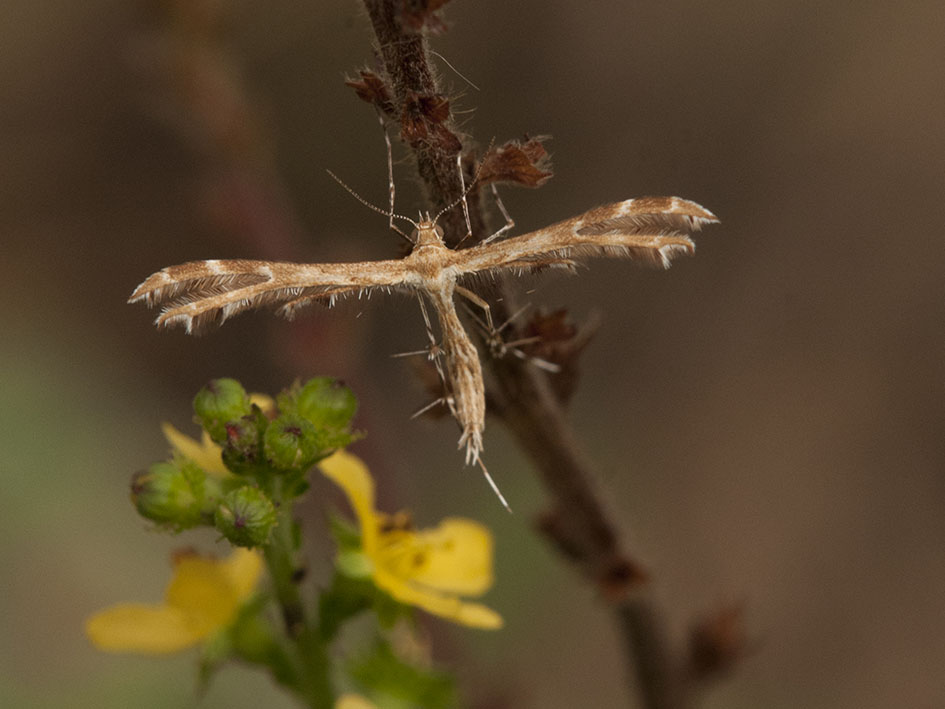 Cnaemidophorus rhododactyla? No, Crombrugghia sp.